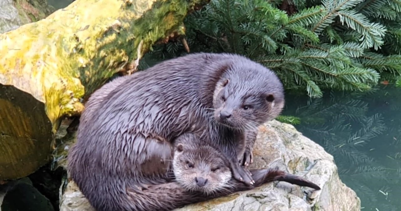 Wydra Nysa opuszcza warszawskie zoo. Trafi do Japonii