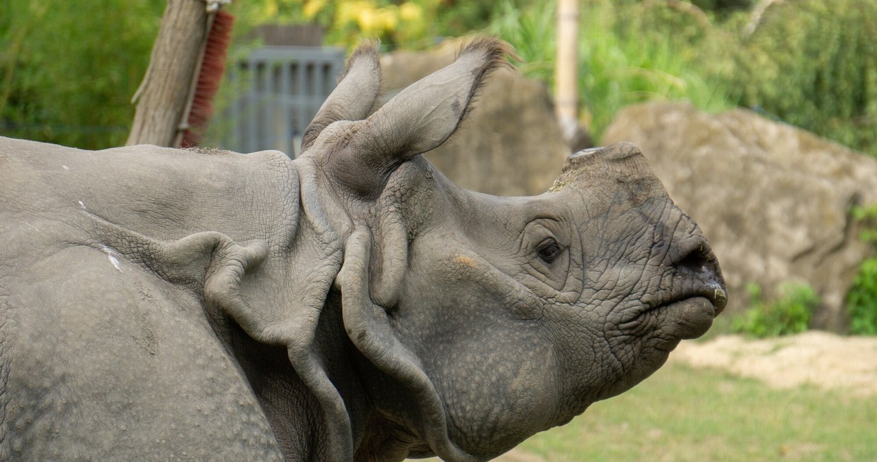 Nie żyje nosorożec Kuba z warszawskiego zoo. Lubił klasyczną muzykę i błotne kąpiele