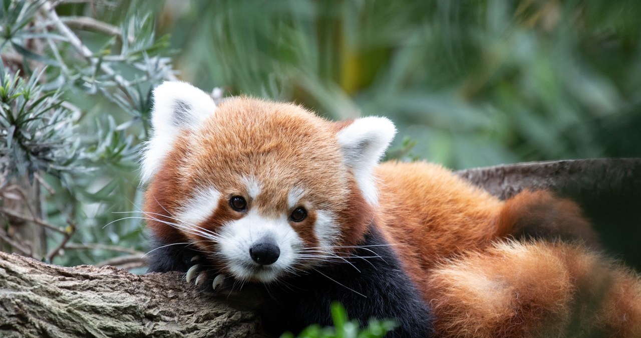 Nie żyje trzymiesięczna panda. Zwierzę zmarło ze stresu