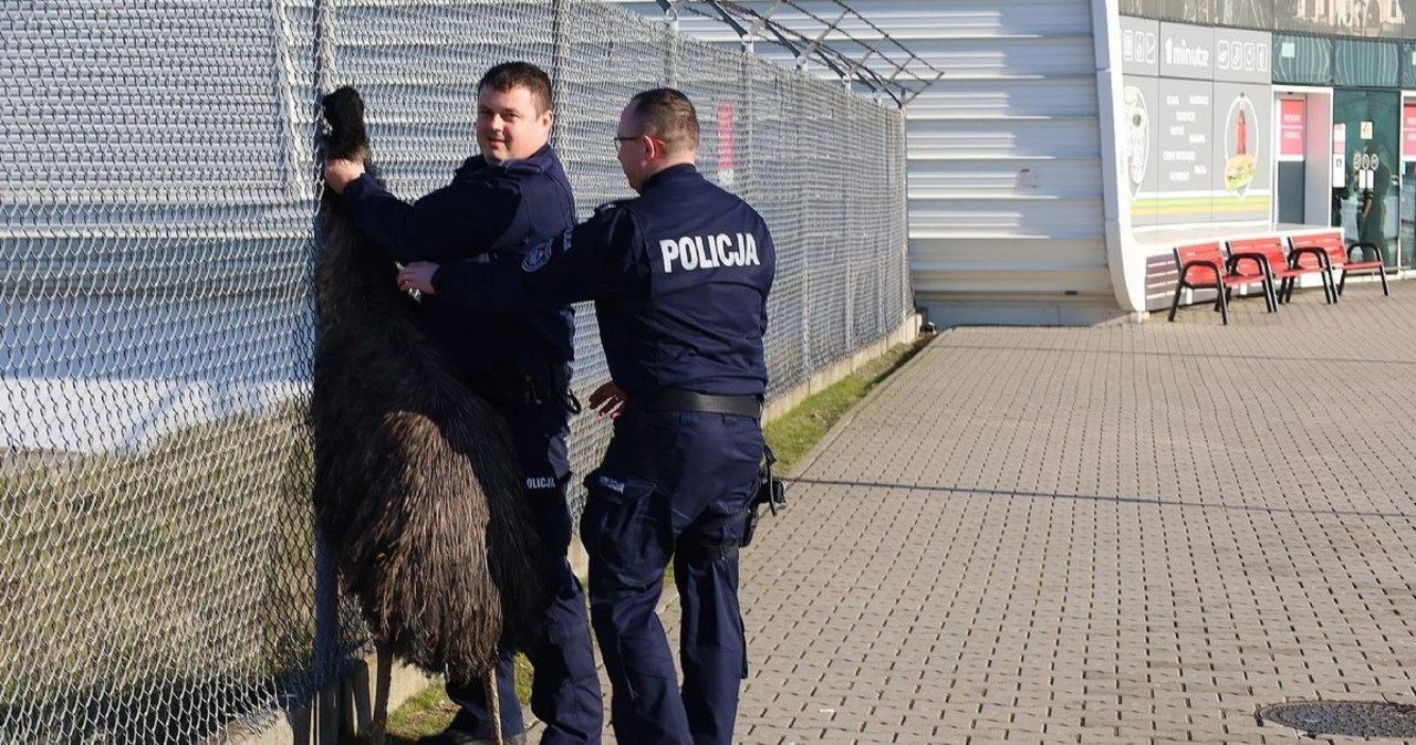 Emu na lotnisku w Świdniku biegł do terminala [FILM]