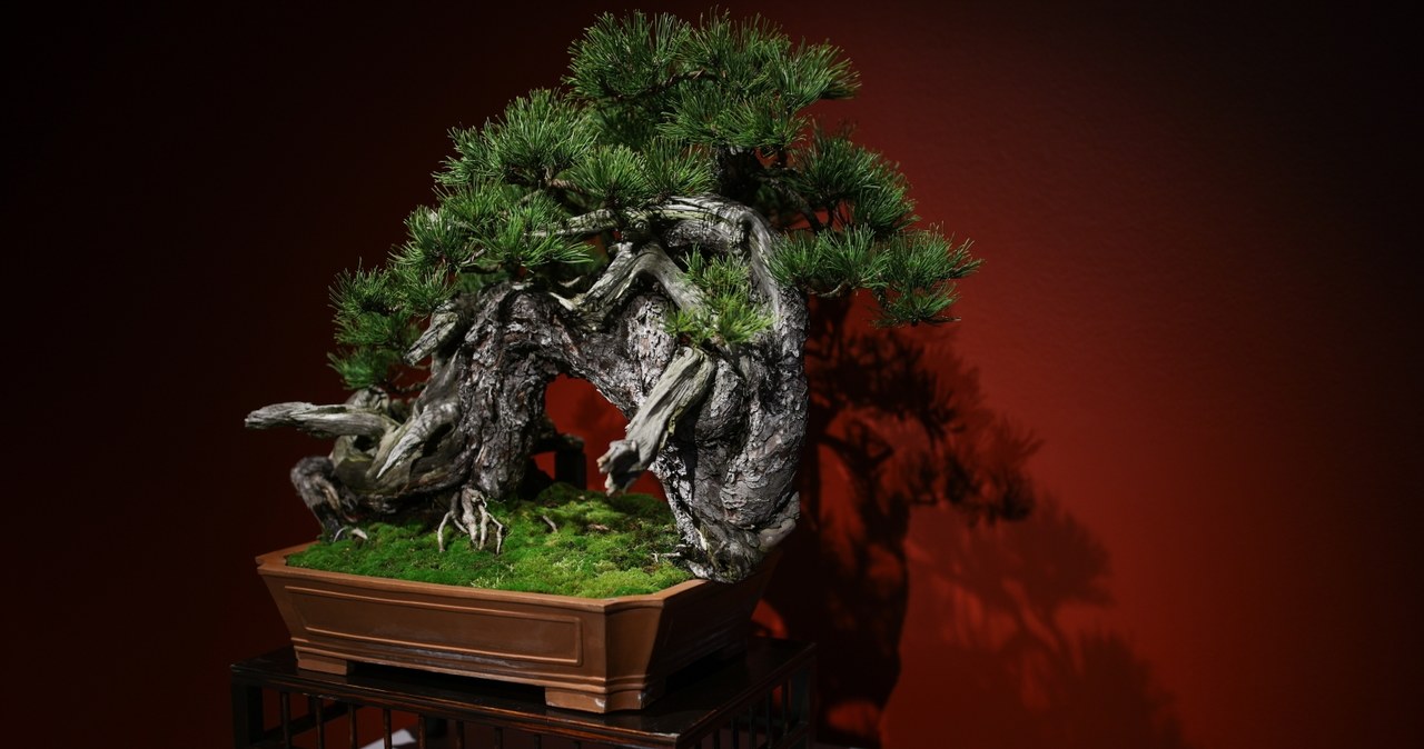 ​Ikebana i bonsai. Piękno natury na wystawach w krakowskim Muzeum Manggha