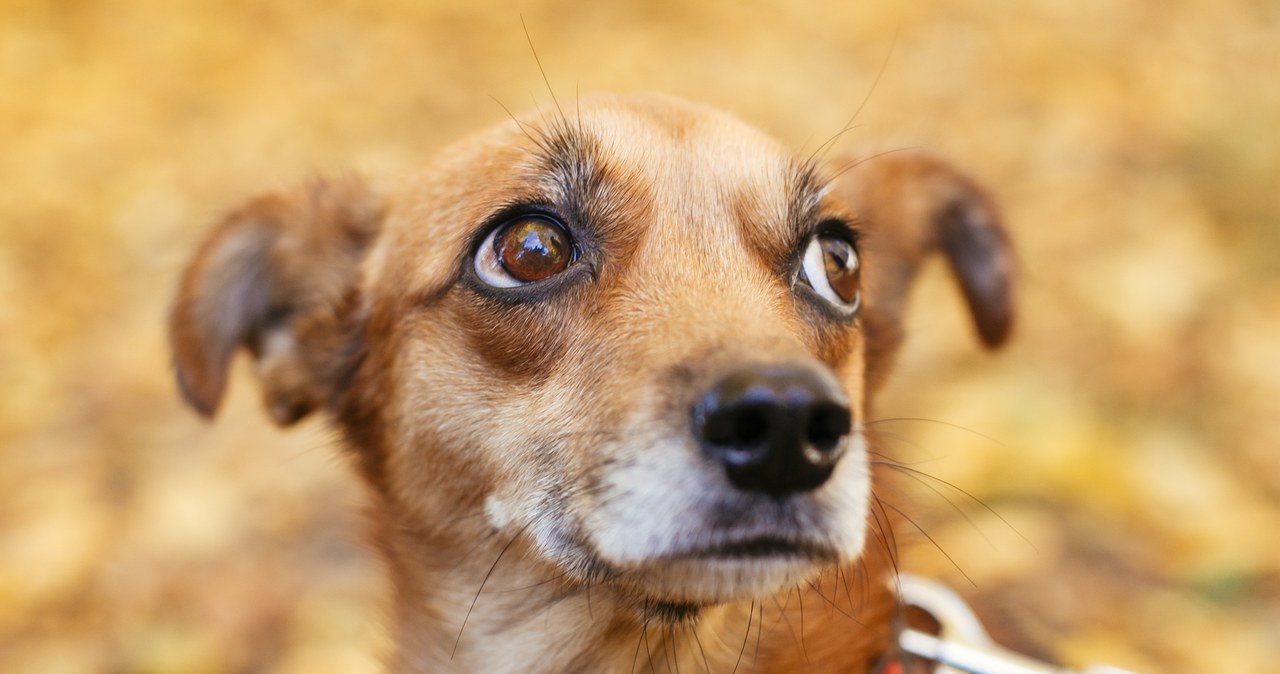 ​W sylwestrową noc zbłąkanych zwierząt będzie szukał Sylwestrowy Patrol Animalsów